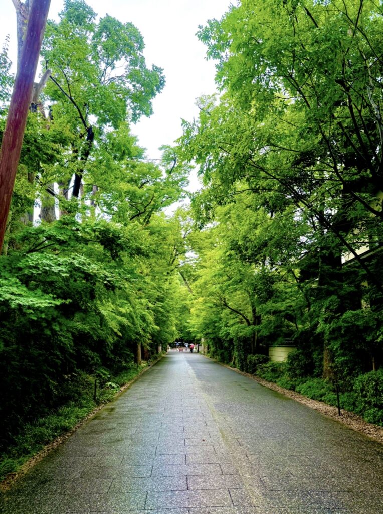下鴨神社の参道・糺の森。雨に濡れた緑が深く美しい